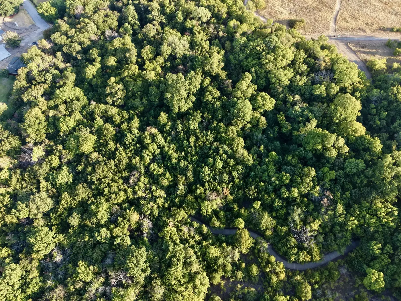 Tree cover, straight down